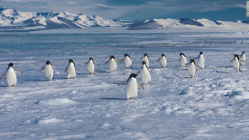 150.000 ping&uuml;inos mueren tras quedar aislados por un iceberg gigante