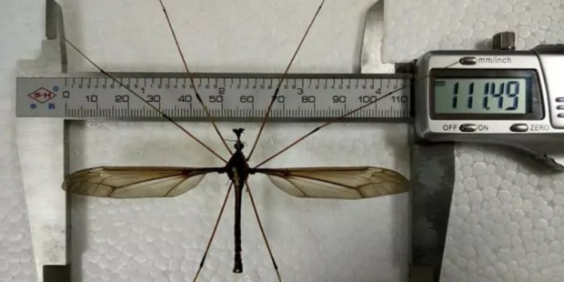 Mosquito gigante de 11 cent&iacute;metros de envergadura fue hallado en China