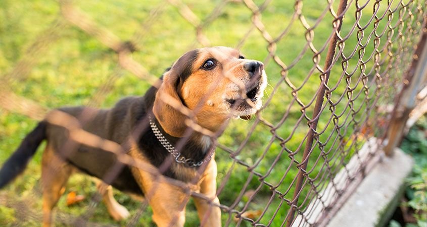 La ciencia demuestra que los perros pueden detectar a una mala persona