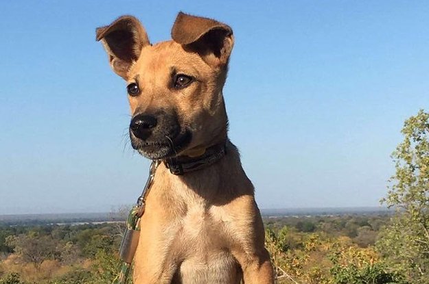 Fury, la cachorra en entrenamiento para salvar elefantes