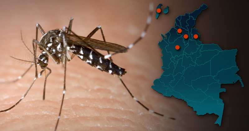 As&iacute; es el mosquito que causa el zika, el dengue y la chikungunya