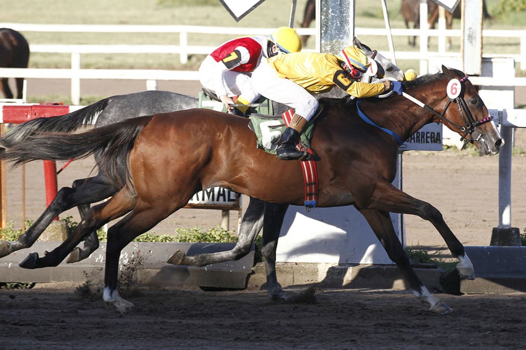 Suspenden a un entrenador del hip&oacute;dromo de La Plata por darle coca&iacute;na a un caballo