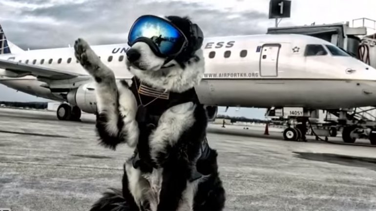 Piper, el empleado canino m&aacute;s famoso de un aeropuerto