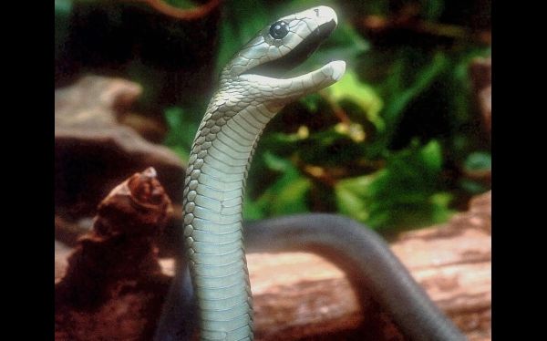 Hallan veneno de serpiente con un poder analg&eacute;sico tan fuerte como la morfina