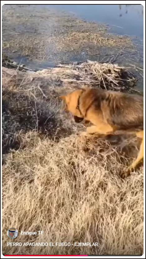  PERRO APAGANDO EL FUEGO - EJEMPLAR