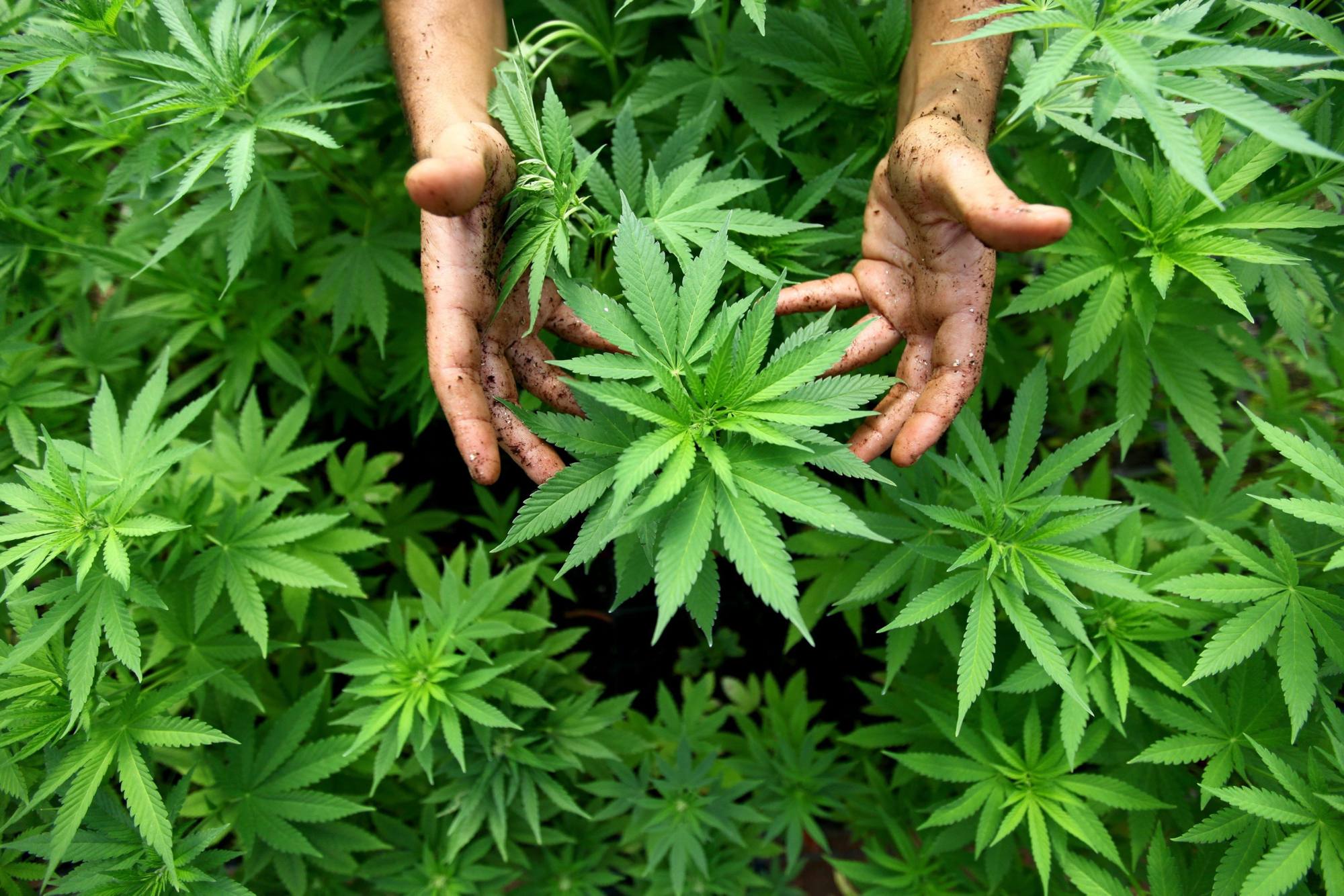 M&aacute;s de 100 estudios cientificos lo confirman: El Cannabis puede aniquilar el c&aacute;ncer