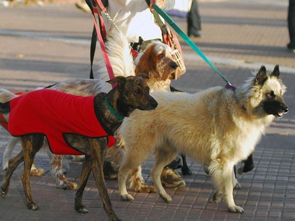 La Plata: habr&aacute; multas de hasta $300 por no juntar las heces de perros