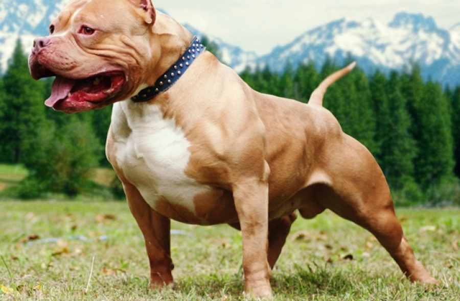  In&eacute;dita condena a 8 a&ntilde;os de prisi&oacute;n al criador de un pitbull que mat&oacute; a un ni&ntilde;o