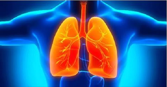 Planta com&uacute;n demuestra reducir los da&ntilde;os causados por enfermedad pulmonar obstructiva cr&oacute;nica (EPOC)