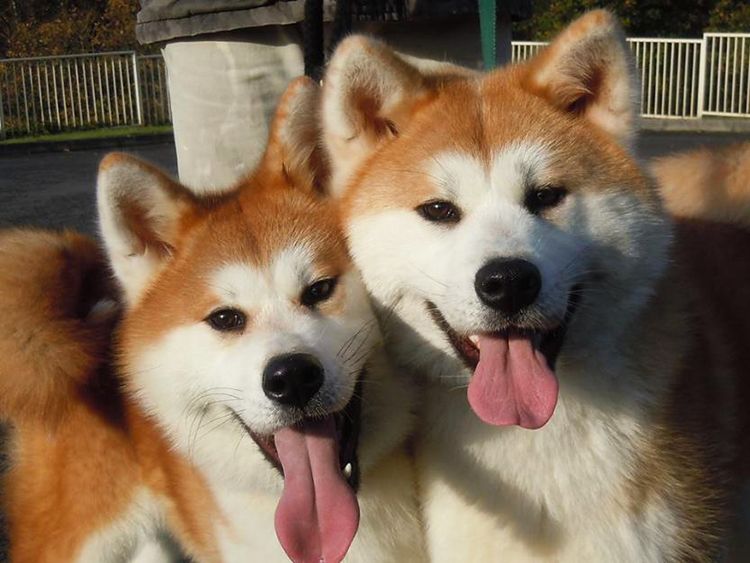 &iexcl;Dos Akita Inu se convierten en camar&oacute;grafos!