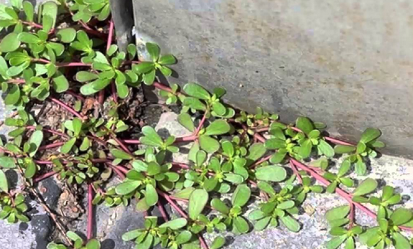 la-tienes-en-tu-jardin-pero-ni-cuenta-te-diste-es-un-verdadero-tesoro-para