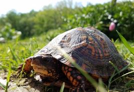 Hablemos de la tortuga de tierra