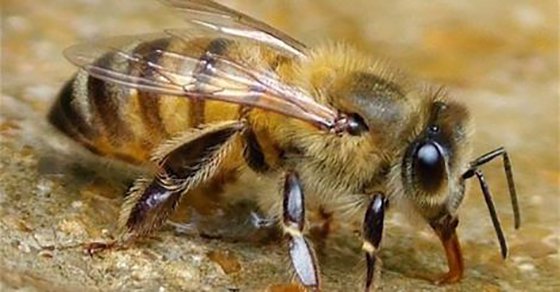 El Veneno de Abeja puede matar el virus del VIH