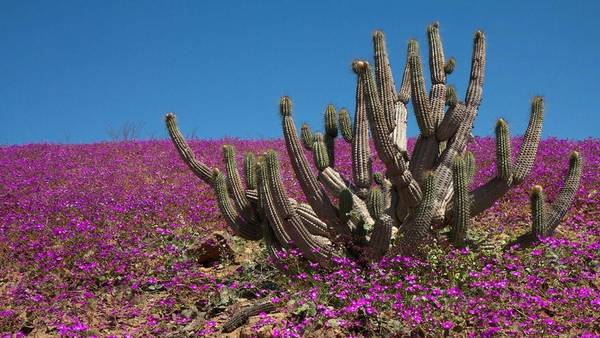 En desierto m&aacute;s seco del mundo, nacen flores.