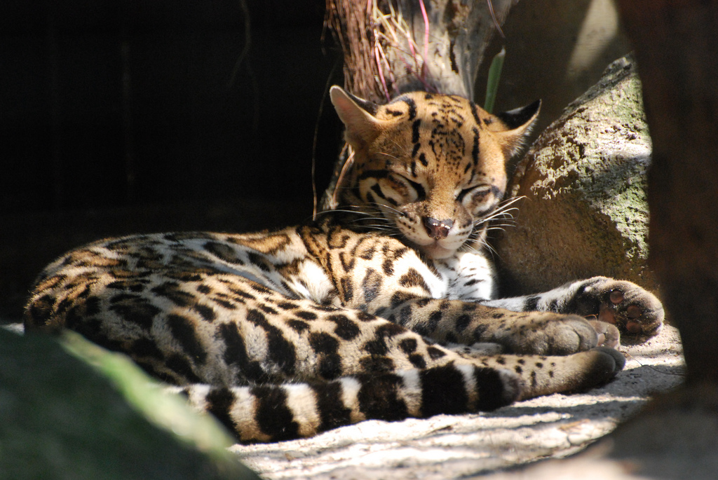  El Ocelote, un animal en peligro de extinci&oacute;n
