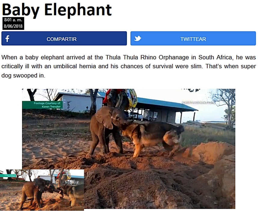 VEA COMO ESTE PASTOR ALEM&Aacute;N (ALSACIANO) SALV&Oacute; A UN BEB&Eacute; ELEFANTE