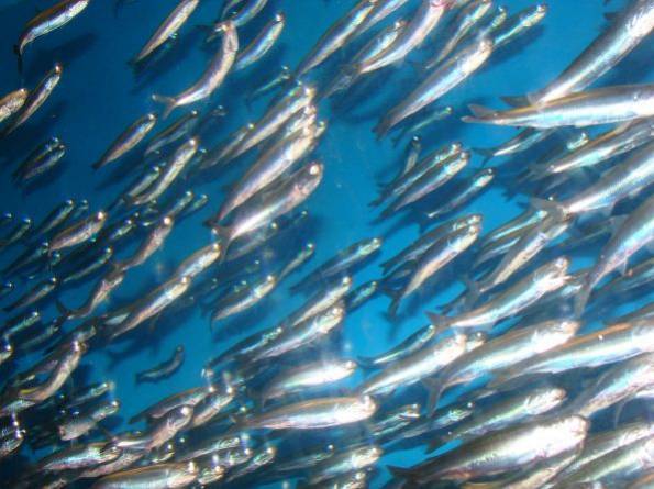 El secreto de la invisibilidad se oculta en los peces  