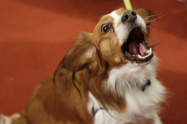 Study: Dog bites more common in anxious people