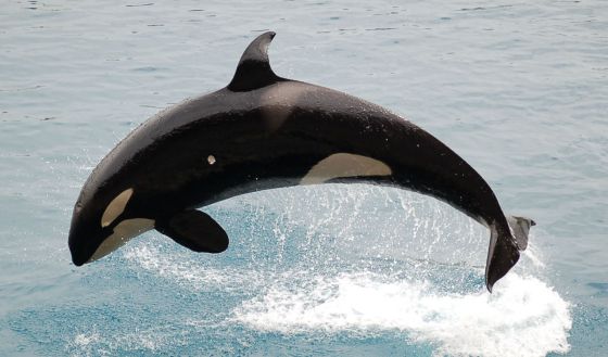 &iquest;Por qu&eacute; las ballenas tienen la menopausia? 