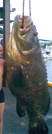 Se devora de un bocado a un tibur&oacute;n