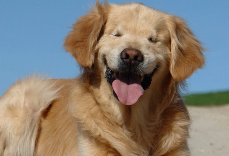 Smiley, el perro que naci&oacute; sin ojos y ahora ayuda a personas con discapacidad