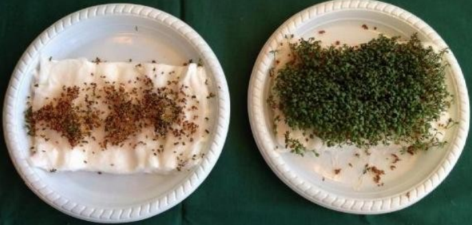 Las ondas de WiFi podr&iacute;an matar a las plantas
