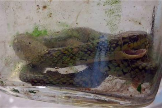  En Brasil, ni&ntilde;o de un a&ntilde;o mata a mordiscos a serpiente venenosa 