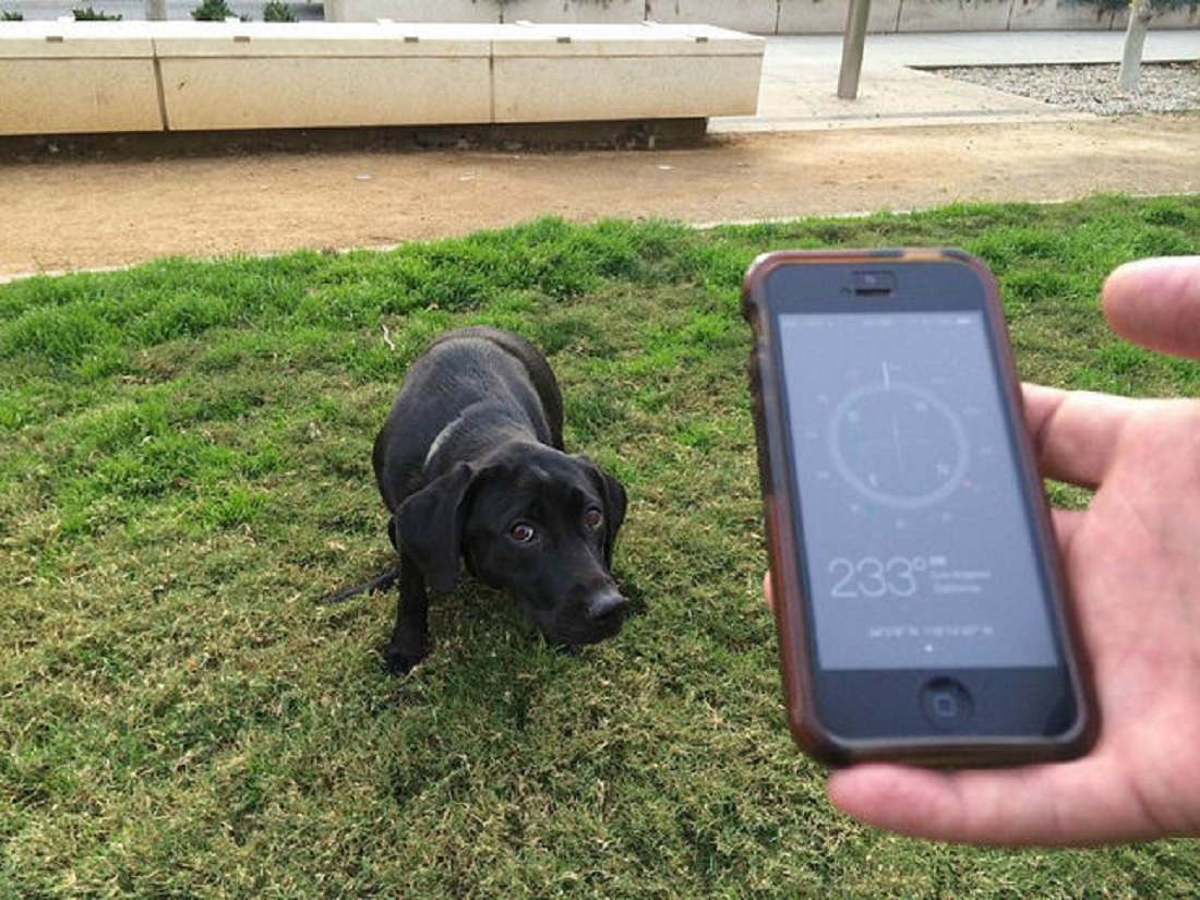 Una aplicaci&oacute;n para denunciar las heces de perro sin recoger