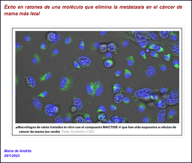  Nuevo &eacute;xito al descubrirse una mol&eacute;cula que elimina la met&aacute;stasis en el c&aacute;ncer de mama