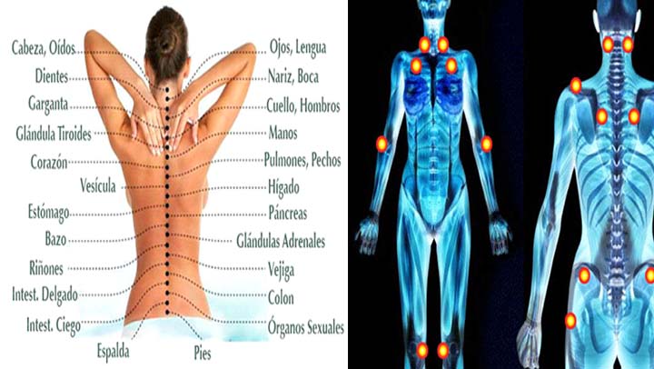 La causa del dolor en la columna y otros dolores en el cuerpo est&aacute;n ligados a estos &oacute;rganos