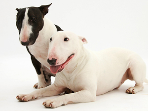 Los perros tambi&eacute;n mueven la cola cuando est&aacute;n tristes