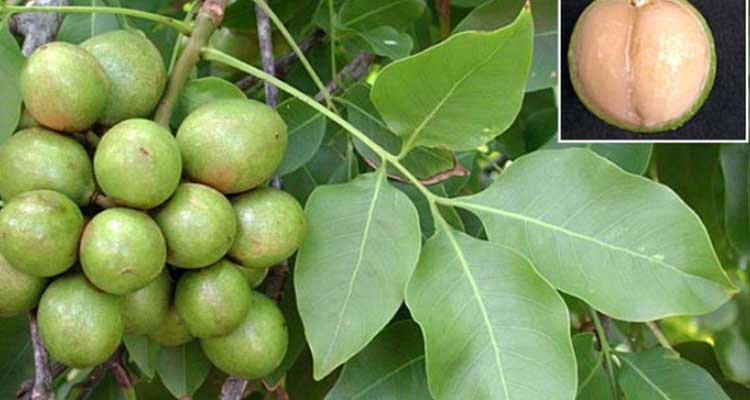 El &aacute;rbol de la muerte, el m&aacute;s peligroso del mundo