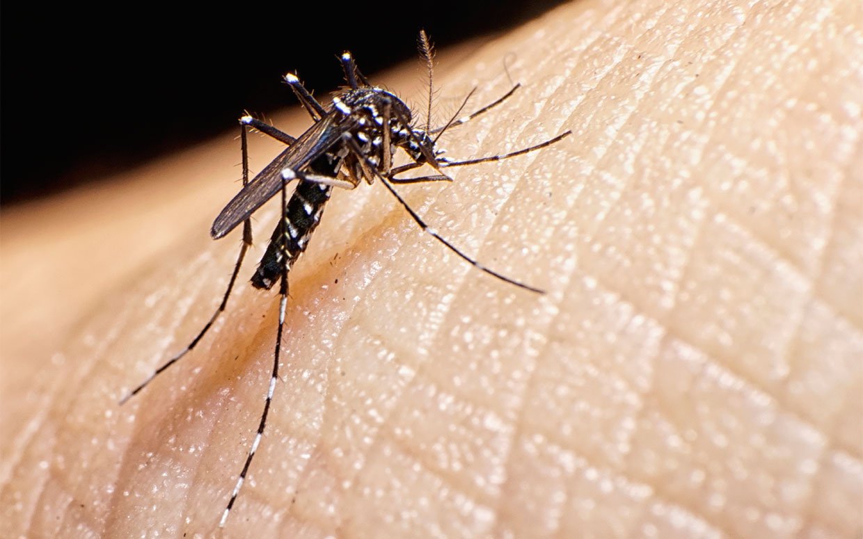 &iexcl;Alert! 10 deadliest diseases caused by mosquitoes