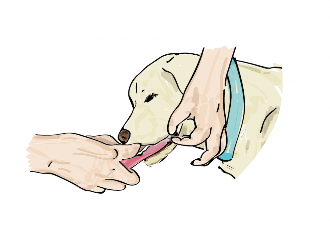 &iquest;Qu&eacute; hacer si mi perro deja de respirar?