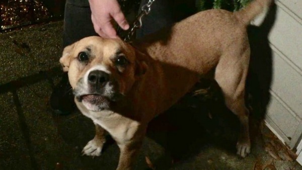 Todos le ten&iacute;an miedo y nadie quer&iacute;a adoptarla: ahora es la hero&iacute;na de su calle