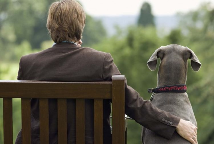 Descubre las razones de por qu&eacute; los perros son tan fieles