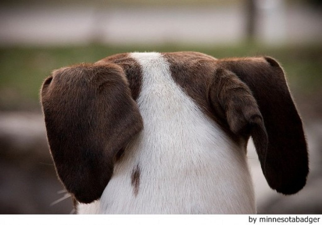&iquest;Qu&eacute; quiere decir tu perro cuando mueve las orejas?
