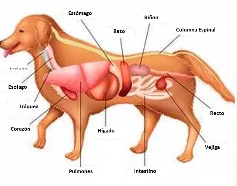 28 comidas que les puedes dar a tu perro y 9 que no hay que darle jam&aacute;s