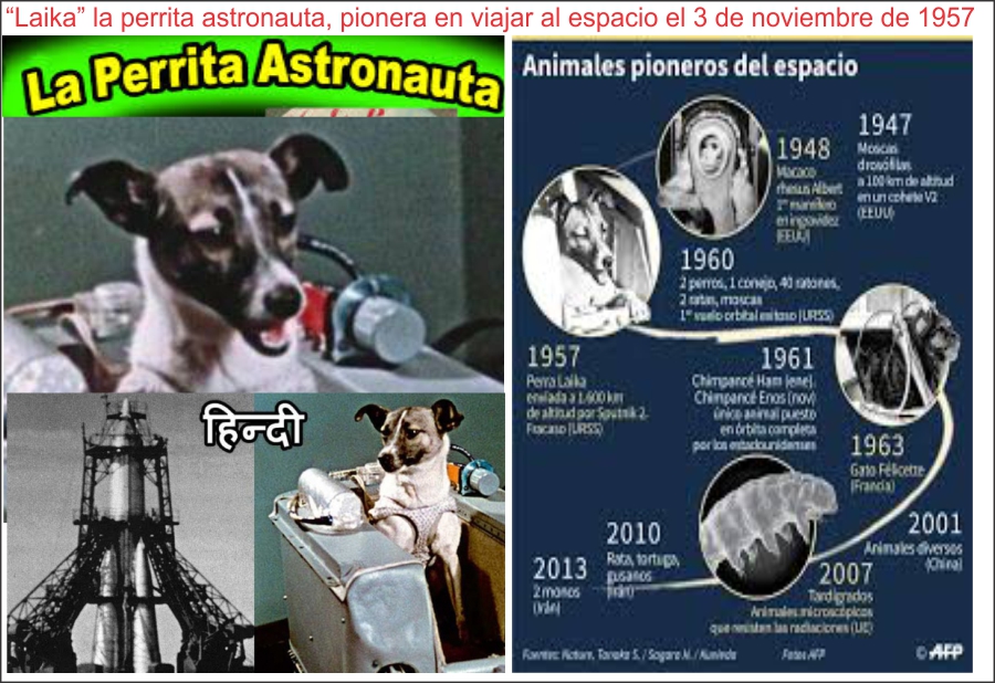 La incre&iacute;ble odisea de Laika, la perrita "pionera" enviada a morir al espacio hace 60 a&ntilde;os