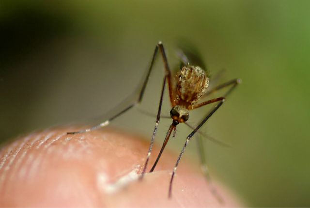 &iexcl;Confirmado! Los mosquitos prefieren algunas personas en particular