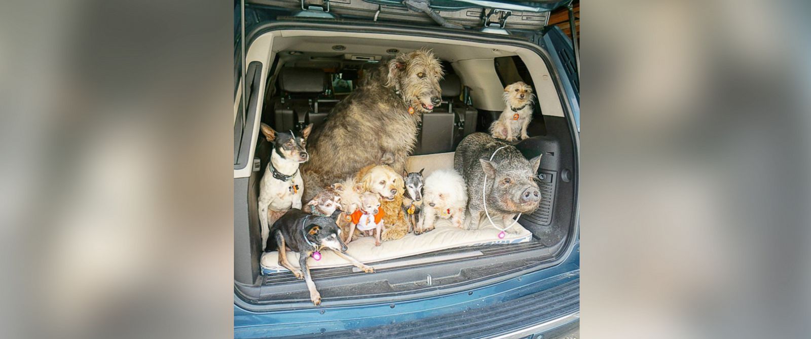 Man Devotes Life to Adopting Animals Who Can't Find Homes