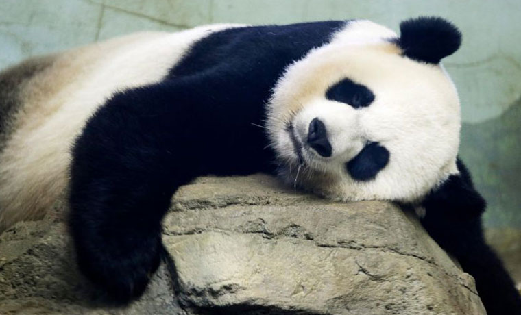 Zool&oacute;gico chino despide a trabajador por v&iacute;deo viral en el que maltrata oso panda