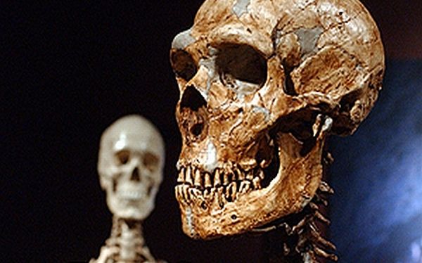 Los neandertales no solo com&iacute;an carne, sino tambi&eacute;n vegetales