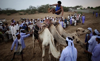 El salto de camellos vuelve a ser furor en medio oriente