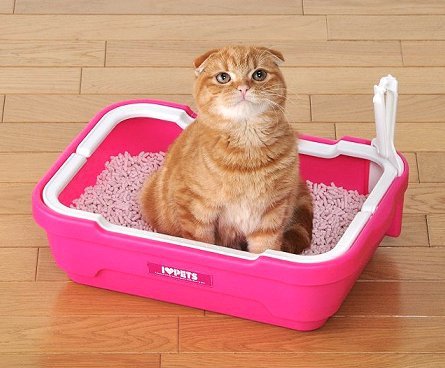 La trampa de la caja del gato