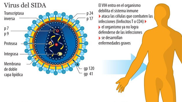Logran erradicar por primera vez el VIH de una c&eacute;lula humana
