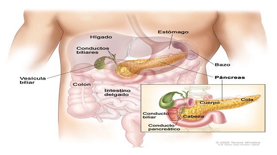  C&aacute;ncer de p&aacute;ncreas, 5 se&ntilde;ales de alerta que debes conocer