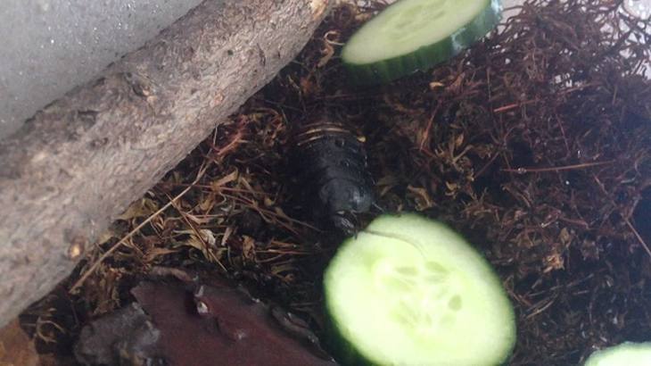 &iexcl;Librate de las cucarachas de tu hogar con pepino!