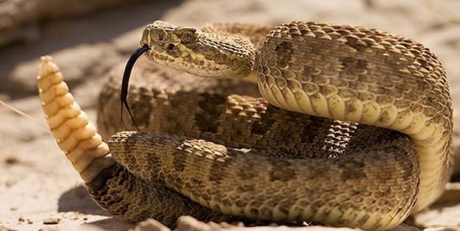 This is what you have to do if a snake bites you