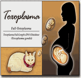 TOXOPLASMOSIS EN MONTEVIDEO
